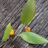 Wombat berry